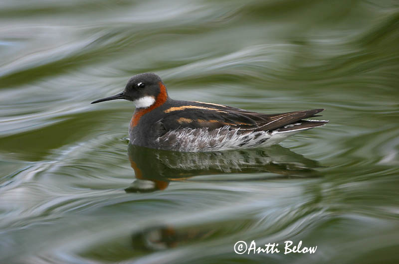 Avainsanat: Escuraflascons bec-fi Odinshane Rosse franjepoot Red-necked Phalarope Veetallaja Vesipääsky Phalarope à bec étroit Odinshühnchen Vékonycsoru víztaposó óðinshani Svømmesnipe Falaropo-de-bico-fino Phalaropus lobatus Falaropo Picofino Smalnäbbad