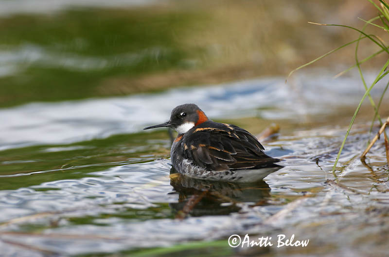 Avainsanat: Escuraflascons bec-fi Odinshane Rosse franjepoot Red-necked Phalarope Veetallaja Vesipääsky Phalarope à bec étroit Odinshühnchen Vékonycsoru víztaposó óðinshani Svømmesnipe Falaropo-de-bico-fino Phalaropus lobatus Falaropo Picofino Smalnäbbad