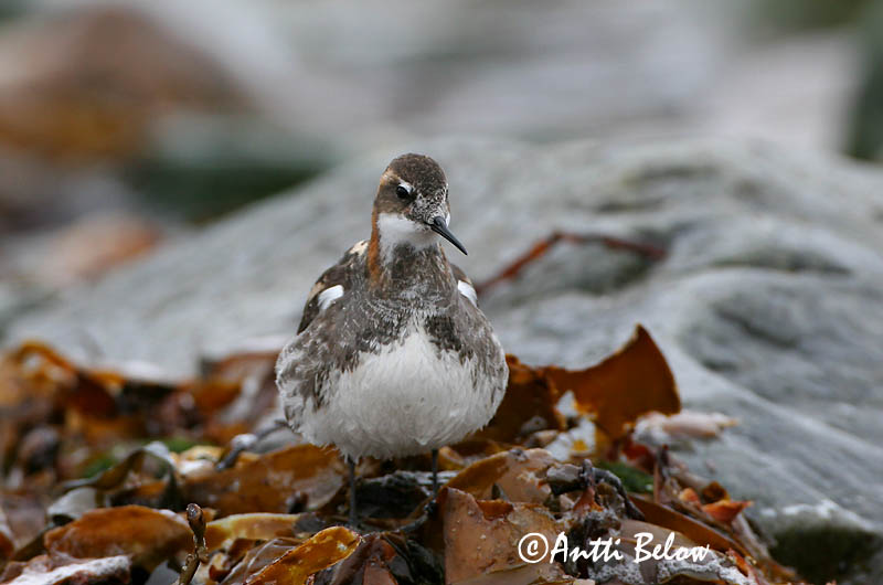 Avainsanat: Escuraflascons bec-fi Odinshane Rosse franjepoot Red-necked Phalarope Veetallaja Vesipääsky Phalarope à bec étroit Odinshühnchen Vékonycsoru víztaposó óðinshani Svømmesnipe Falaropo-de-bico-fino Phalaropus lobatus Falaropo Picofino Smalnäbbad