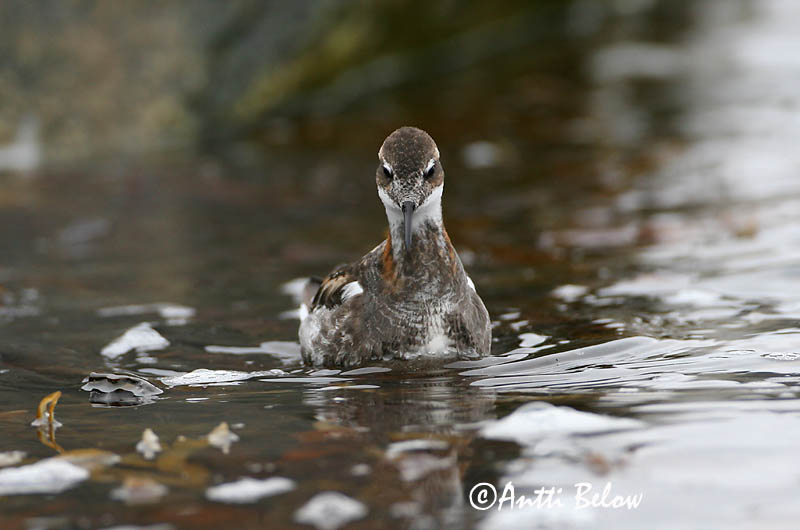Avainsanat: Escuraflascons bec-fi Odinshane Rosse franjepoot Red-necked Phalarope Veetallaja Vesipääsky Phalarope à bec étroit Odinshühnchen Vékonycsoru víztaposó óðinshani Svømmesnipe Falaropo-de-bico-fino Phalaropus lobatus Falaropo Picofino Smalnäbbad