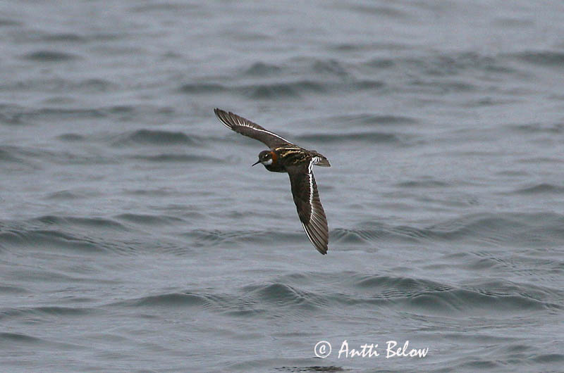 Avainsanat: Escuraflascons bec-fi Odinshane Rosse franjepoot Red-necked Phalarope Veetallaja Vesipääsky Phalarope à bec étroit Odinshühnchen Vékonycsoru víztaposó óðinshani Svømmesnipe Falaropo-de-bico-fino Phalaropus lobatus Falaropo Picofino Smalnäbbad