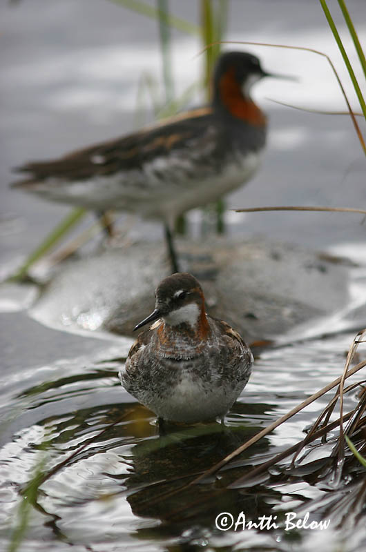 Avainsanat: Escuraflascons bec-fi Odinshane Rosse franjepoot Red-necked Phalarope Veetallaja Vesipääsky Phalarope à bec étroit Odinshühnchen Vékonycsoru víztaposó óðinshani Svømmesnipe Falaropo-de-bico-fino Phalaropus lobatus Falaropo Picofino Smalnäbbad