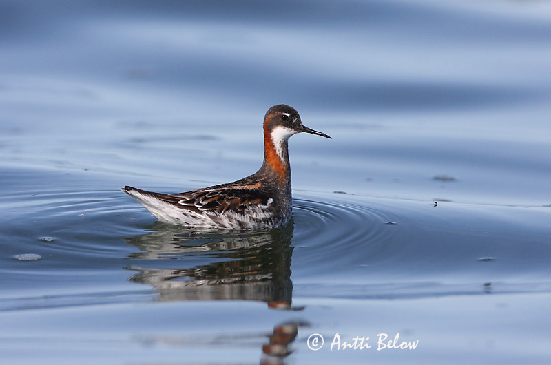 Avainsanat: Escuraflascons bec-fi Odinshane Rosse franjepoot Red-necked Phalarope Veetallaja Vesipääsky Phalarope à bec étroit Odinshühnchen Vékonycsoru víztaposó óðinshani Svømmesnipe Falaropo-de-bico-fino Phalaropus lobatus Falaropo Picofino Smalnäbbad