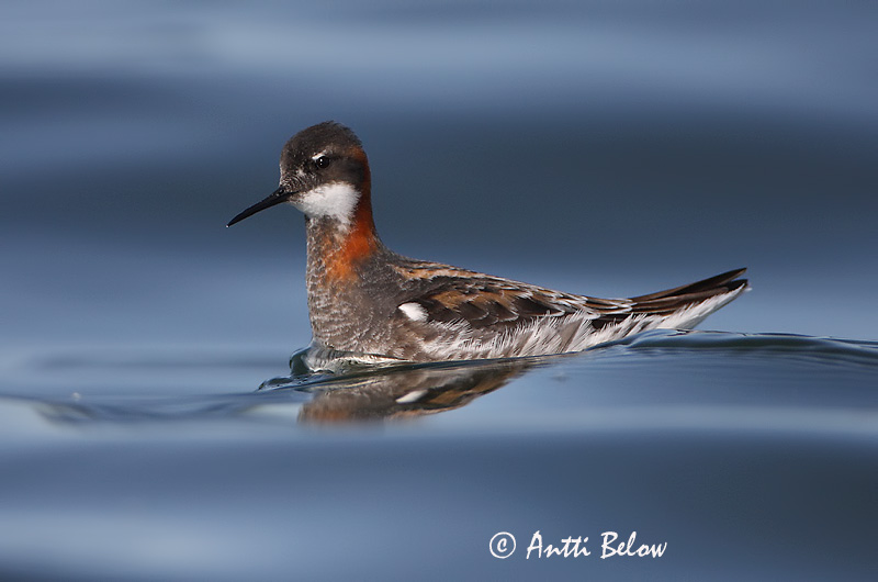 Avainsanat: Escuraflascons bec-fi Odinshane Rosse franjepoot Red-necked Phalarope Veetallaja Vesipääsky Phalarope à bec étroit Odinshühnchen Vékonycsoru víztaposó óðinshani Svømmesnipe Falaropo-de-bico-fino Phalaropus lobatus Falaropo Picofino Smalnäbbad