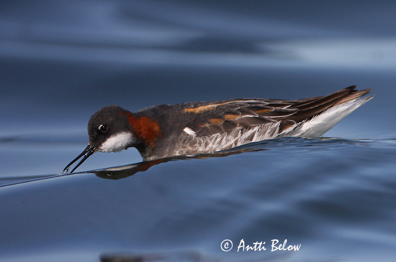 Avainsanat: Escuraflascons bec-fi Odinshane Rosse franjepoot Red-necked Phalarope Veetallaja Vesipääsky Phalarope à bec étroit Odinshühnchen Vékonycsoru víztaposó óðinshani Svømmesnipe Falaropo-de-bico-fino Phalaropus lobatus Falaropo Picofino Smalnäbbad