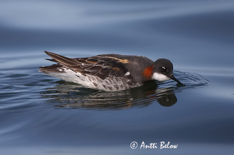 Avainsanat: Escuraflascons bec-fi Odinshane Rosse franjepoot Red-necked Phalarope Veetallaja Vesipääsky Phalarope à bec étroit Odinshühnchen Vékonycsoru víztaposó óðinshani Svømmesnipe Falaropo-de-bico-fino Phalaropus lobatus Falaropo Picofino Smalnäbbad