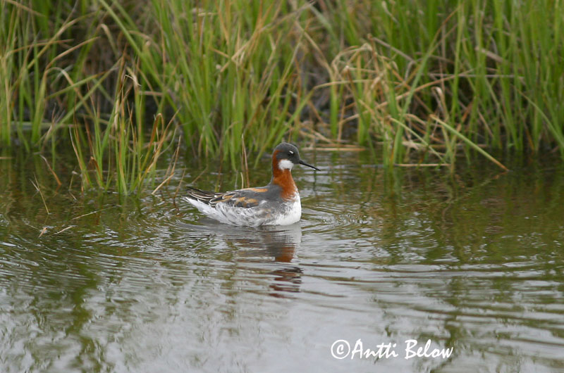 Avainsanat: Escuraflascons bec-fi Odinshane Rosse franjepoot Red-necked Phalarope Veetallaja Vesipääsky Phalarope à bec étroit Odinshühnchen Vékonycsoru víztaposó óðinshani Svømmesnipe Falaropo-de-bico-fino Phalaropus lobatus Falaropo Picofino Smalnäbbad