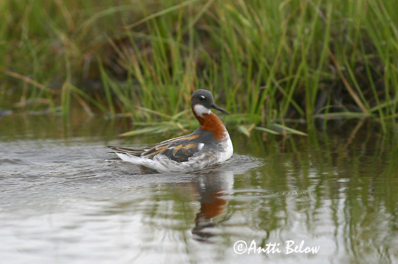 Avainsanat: Escuraflascons bec-fi Odinshane Rosse franjepoot Red-necked Phalarope Veetallaja Vesipääsky Phalarope à bec étroit Odinshühnchen Vékonycsoru víztaposó óðinshani Svømmesnipe Falaropo-de-bico-fino Phalaropus lobatus Falaropo Picofino Smalnäbbad