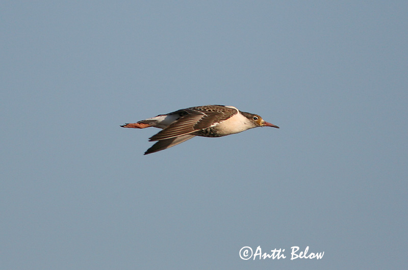 Avainsanat: Batallaire Kemphaan Ruff Suokukko Combattant varié Kampfläufer Pajzsoscankó Rúkragi Brushane Combatente Philomachus pugnax Combatiente