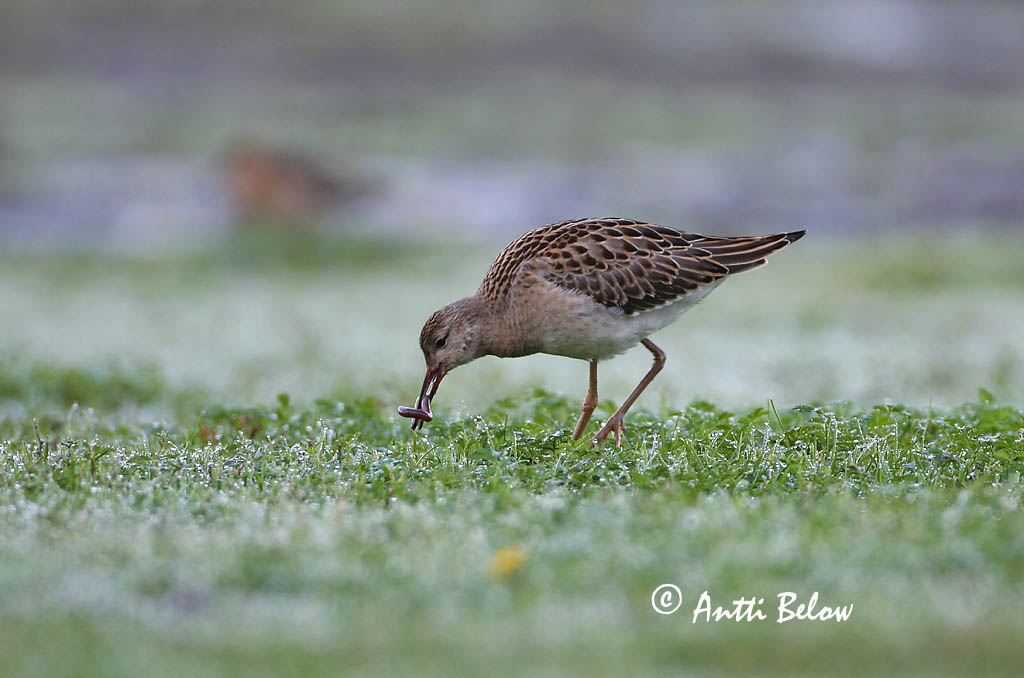 Avainsanat: Batallaire Kemphaan Ruff Suokukko Combattant varié Kampfläufer Pajzsoscankó Rúkragi Brushane Combatente Philomachus pugnax Combatiente