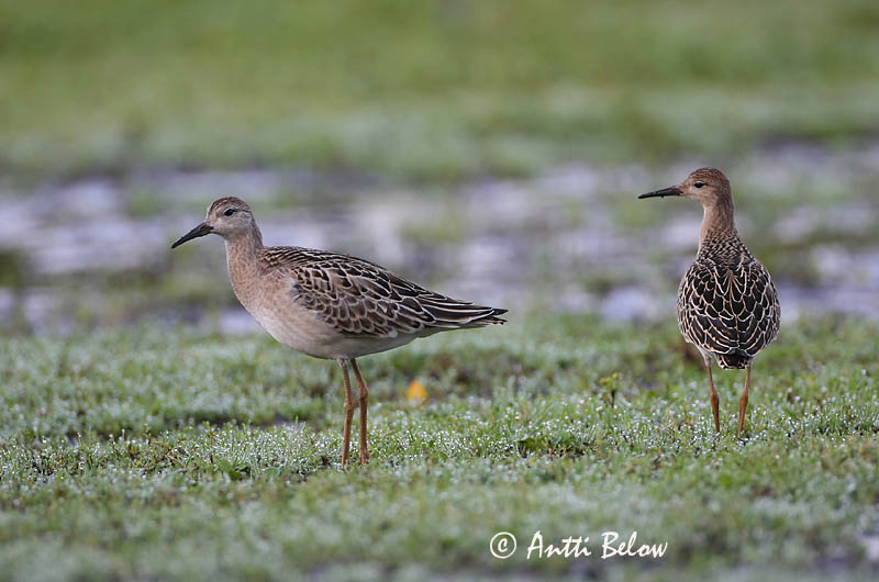 Avainsanat: Batallaire Kemphaan Ruff Suokukko Combattant varié Kampfläufer Pajzsoscankó Rúkragi Brushane Combatente Philomachus pugnax Combatiente