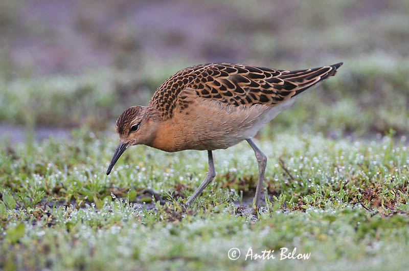 Avainsanat: Batallaire Kemphaan Ruff Suokukko Combattant varié Kampfläufer Pajzsoscankó Rúkragi Brushane Combatente Philomachus pugnax Combatiente