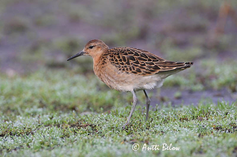 Avainsanat: Batallaire Kemphaan Ruff Suokukko Combattant varié Kampfläufer Pajzsoscankó Rúkragi Brushane Combatente Philomachus pugnax Combatiente Calidris pugnax