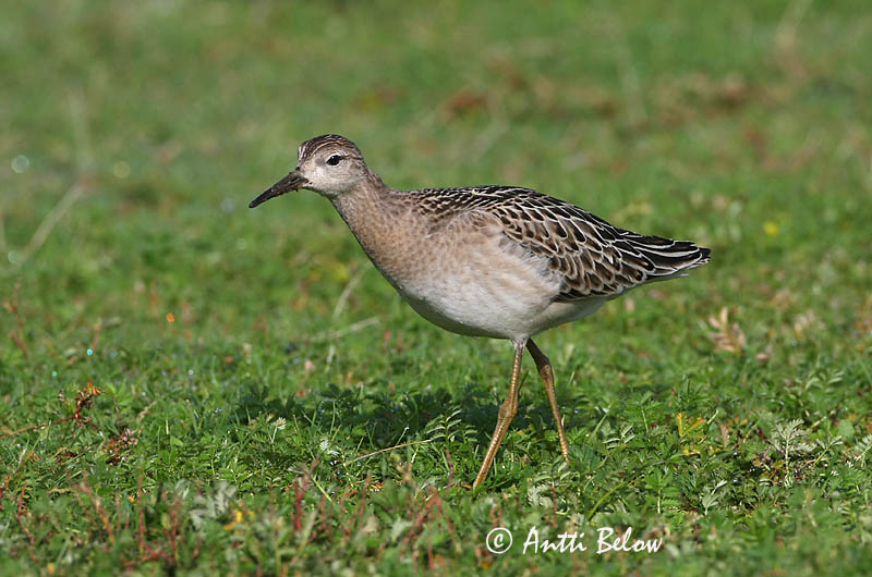 Avainsanat: Batallaire Kemphaan Ruff Suokukko Combattant varié Kampfläufer Pajzsoscankó Rúkragi Brushane Combatente Philomachus pugnax Combatiente Calidris pugnax