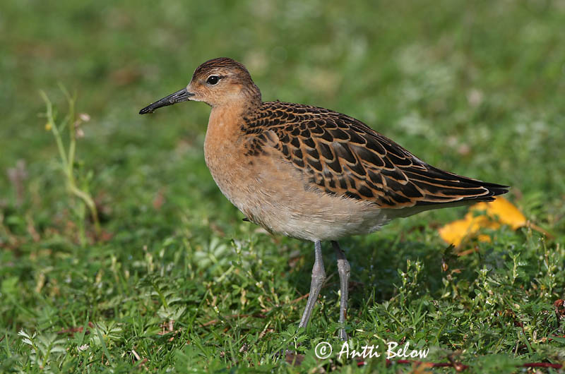 Avainsanat: Batallaire Kemphaan Ruff Suokukko Combattant varié Kampfläufer Pajzsoscankó Rúkragi Brushane Combatente Philomachus pugnax Combatiente