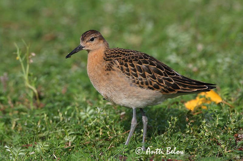 Avainsanat: Batallaire Kemphaan Ruff Suokukko Combattant varié Kampfläufer Pajzsoscankó Rúkragi Brushane Combatente Philomachus pugnax Combatiente