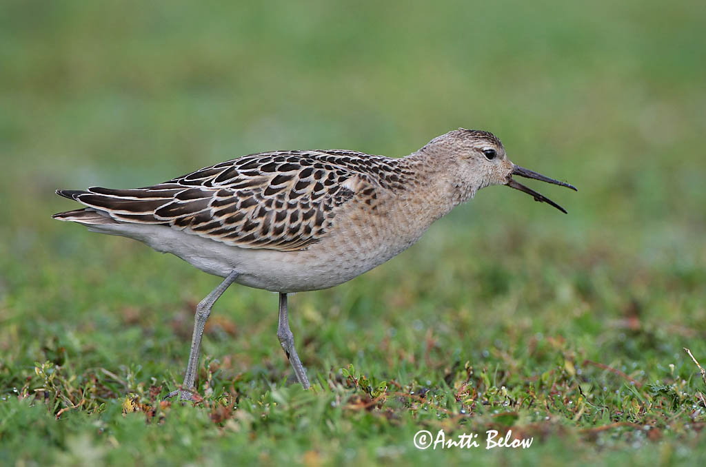 Avainsanat: Batallaire Kemphaan Ruff Suokukko Combattant varié Kampfläufer Pajzsoscankó Rúkragi Brushane Combatente Philomachus pugnax Combatiente Calidris pugnax