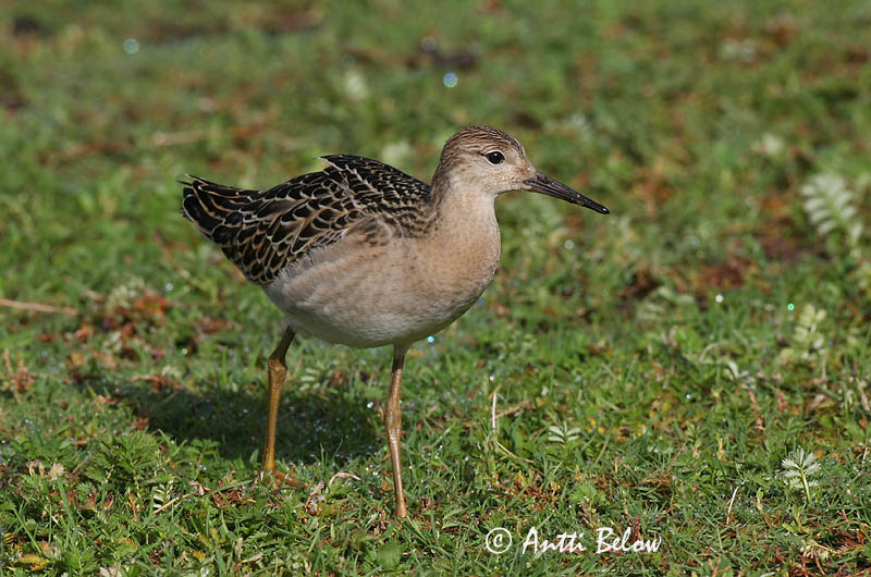 Avainsanat: Batallaire Kemphaan Ruff Suokukko Combattant varié Kampfläufer Pajzsoscankó Rúkragi Brushane Combatente Philomachus pugnax Combatiente Calidris pugnax