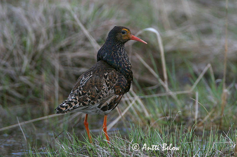 Avainsanat: Batallaire Kemphaan Ruff Suokukko Combattant varié Kampfläufer Pajzsoscankó Rúkragi Brushane Combatente Philomachus pugnax Combatiente Calidris pugnax