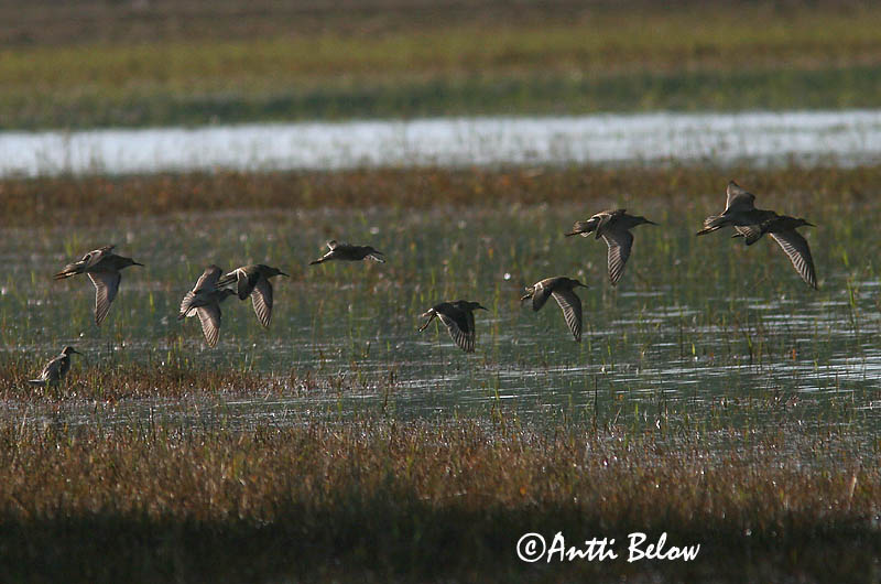 Avainsanat: Batallaire Kemphaan Ruff Suokukko Combattant varié Kampfläufer Pajzsoscankó Rúkragi Brushane Combatente Philomachus pugnax Combatiente Calidris pugnax
