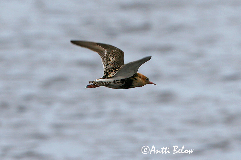 Avainsanat: Batallaire Kemphaan Ruff Suokukko Combattant varié Kampfläufer Pajzsoscankó Rúkragi Brushane Combatente Philomachus pugnax Combatiente Calidris pugnax