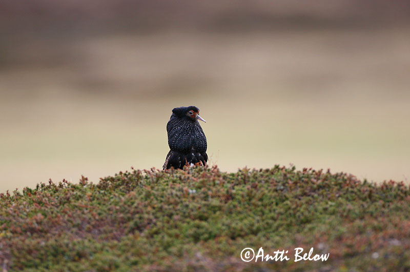 Avainsanat: Batallaire Kemphaan Ruff Suokukko Combattant varié Kampfläufer Pajzsoscankó Rúkragi Brushane Combatente Philomachus pugnax Combatiente Calidris pugnax