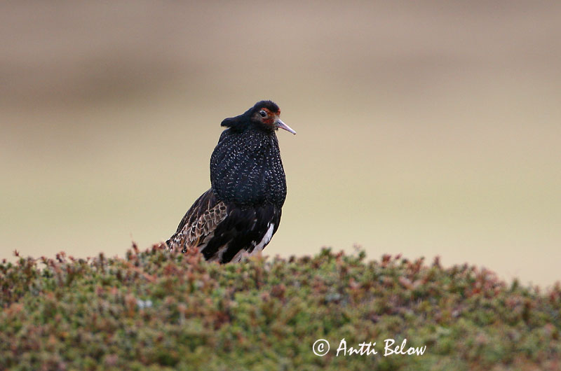 Avainsanat: Batallaire Kemphaan Ruff Suokukko Combattant varié Kampfläufer Pajzsoscankó Rúkragi Brushane Combatente Philomachus pugnax Combatiente Calidris pugnax