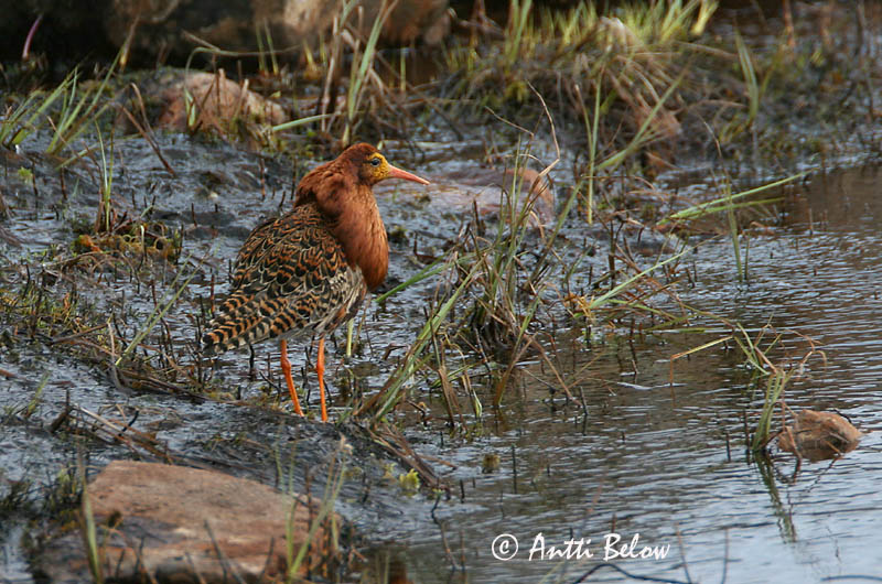 Avainsanat: Batallaire Kemphaan Ruff Suokukko Combattant varié Kampfläufer Pajzsoscankó Rúkragi Brushane Combatente Philomachus pugnax Combatiente Calidris pugnax