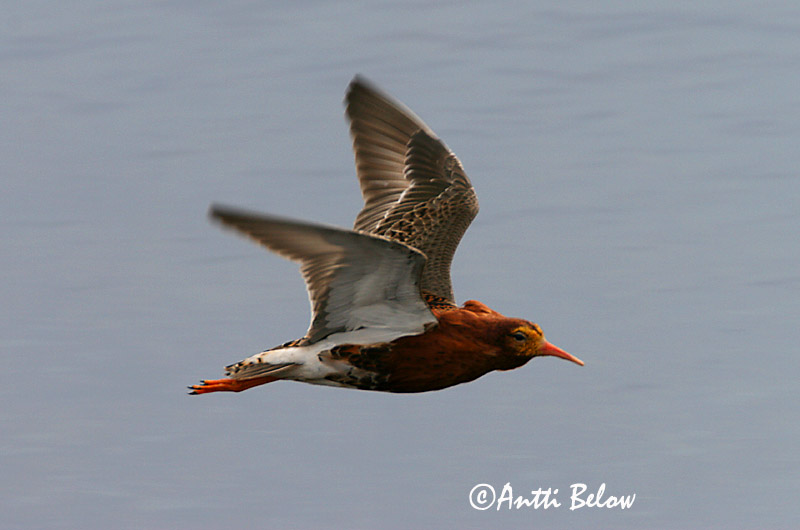 Avainsanat: Batallaire Kemphaan Ruff Suokukko Combattant varié Kampfläufer Pajzsoscankó Rúkragi Brushane Combatente Philomachus pugnax Combatiente Calidris pugnax