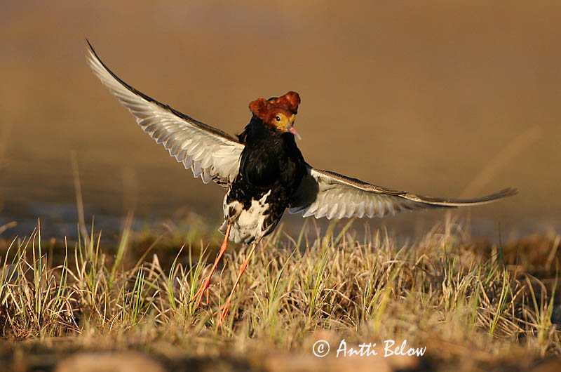 Avainsanat: Batallaire Kemphaan Ruff Suokukko Combattant varié Kampfläufer Pajzsoscankó Rúkragi Brushane Combatente Philomachus pugnax Combatiente Calidris pugnax