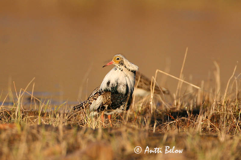 Avainsanat: Batallaire Kemphaan Ruff Suokukko Combattant varié Kampfläufer Pajzsoscankó Rúkragi Brushane Combatente Philomachus pugnax Combatiente Calidris pugnax