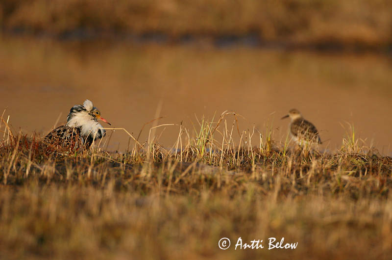 Avainsanat: Batallaire Kemphaan Ruff Suokukko Combattant varié Kampfläufer Pajzsoscankó Rúkragi Brushane Combatente Philomachus pugnax Combatiente Calidris pugnax