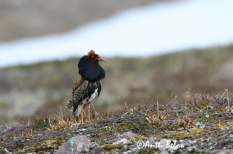 Avainsanat: Batallaire Kemphaan Ruff Suokukko Combattant varié Kampfläufer Pajzsoscankó Rúkragi Brushane Combatente Philomachus pugnax Combatiente Calidris pugnax