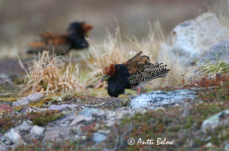Avainsanat: Batallaire Kemphaan Ruff Suokukko Combattant varié Kampfläufer Pajzsoscankó Rúkragi Brushane Combatente Philomachus pugnax Combatiente Calidris pugnax