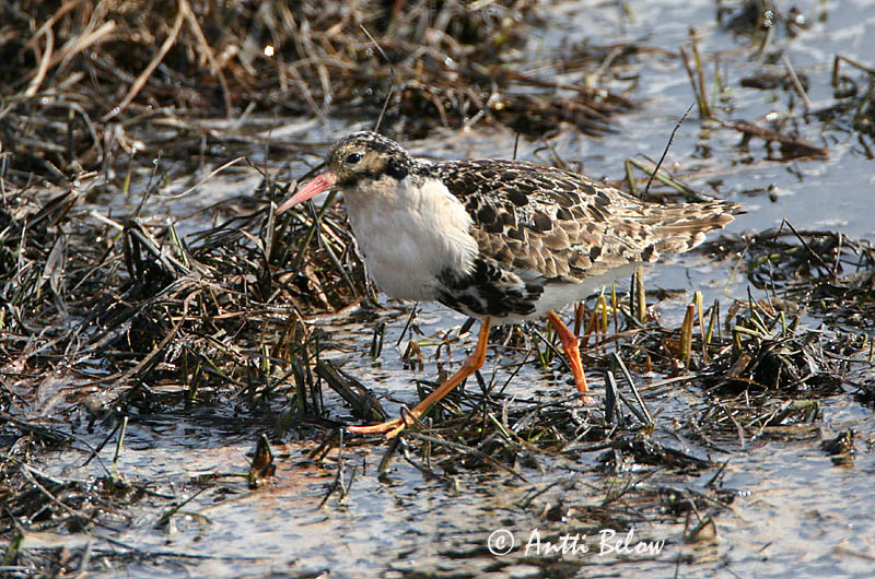 Avainsanat: Batallaire Kemphaan Ruff Suokukko Combattant varié Kampfläufer Pajzsoscankó Rúkragi Brushane Combatente Philomachus pugnax Combatiente Calidris pugnax