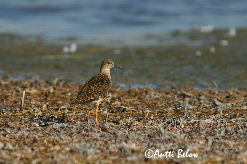Avainsanat: Batallaire Kemphaan Ruff Suokukko Combattant varié Kampfläufer Pajzsoscankó Rúkragi Brushane Combatente Philomachus pugnax Combatiente
