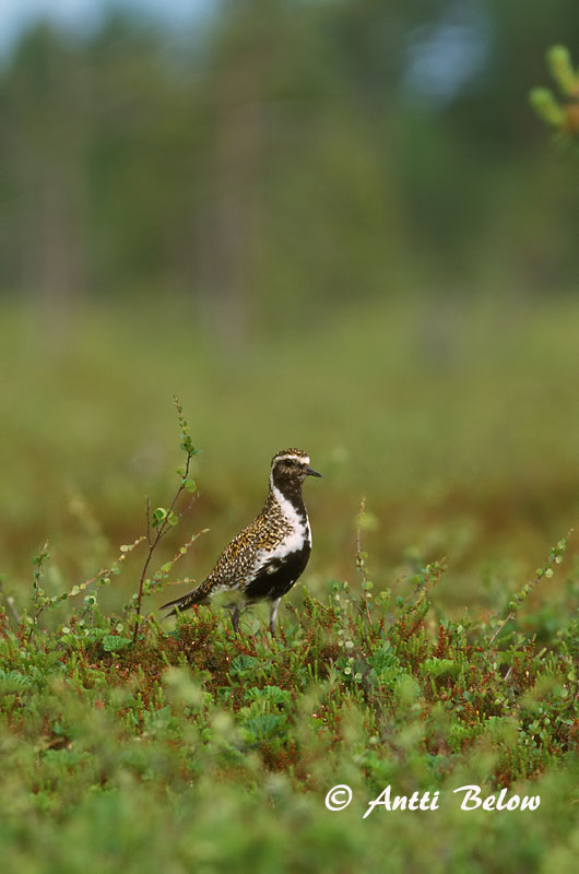 Avainsanat: Daurada grossa Hjejle Goudplevier European Golden Plover Rüüt Kapustarinta Pluvier doré Goldregenpfeifer Aranylile Heiðlóa Heilo Tarambola-dourada Pluvialis apricaria Chorlito Dorado Europeo Ljungpipare