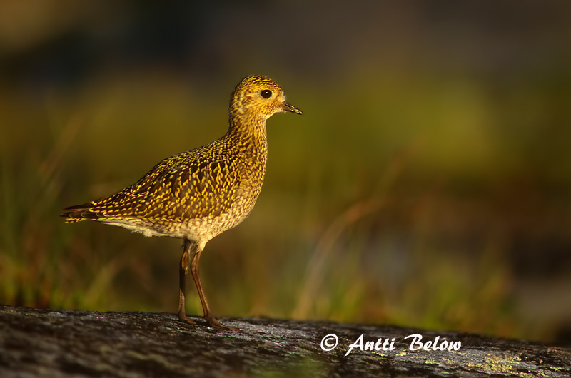 Avainsanat: Daurada grossa Hjejle Goudplevier European Golden Plover Rüüt Kapustarinta Pluvier doré Goldregenpfeifer Aranylile Heiðlóa Heilo Tarambola-dourada Pluvialis apricaria Chorlito Dorado Europeo Ljungpipare