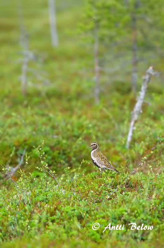 Avainsanat: Daurada grossa Hjejle Goudplevier European Golden Plover Rüüt Kapustarinta Pluvier doré Goldregenpfeifer Aranylile Heiðlóa Heilo Tarambola-dourada Pluvialis apricaria Chorlito Dorado Europeo Ljungpipare
