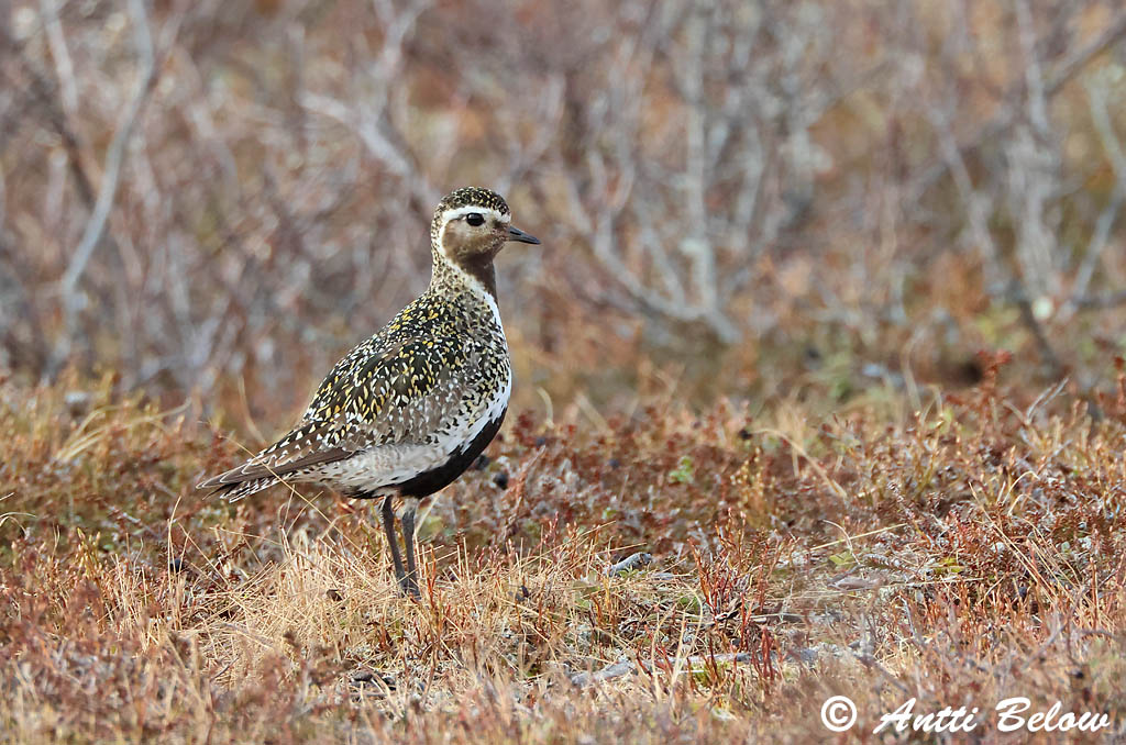 Enontekiö 6/2025
Avainsanat: Daurada grossa Hjejle Goudplevier European Golden Plover Rüüt Kapustarinta Pluvier doré Goldregenpfeifer Aranylile Heiðlóa Heilo Tarambola-dourada Pluvialis apricaria Chorlito Dorado Europeo Ljungpipare