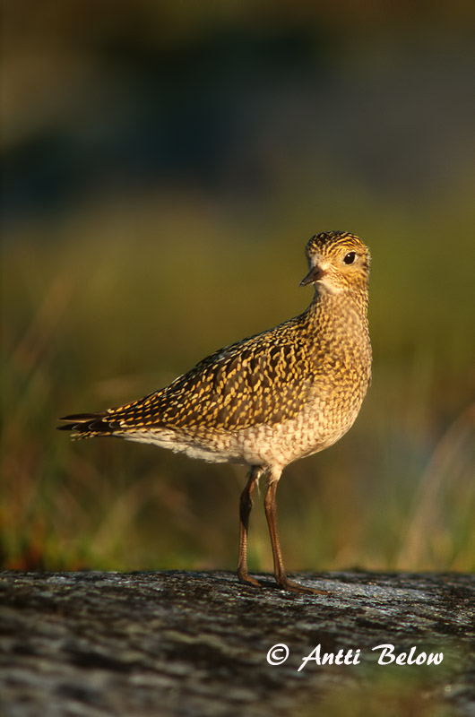 Avainsanat: Daurada grossa Hjejle Goudplevier European Golden Plover Rüüt Kapustarinta Pluvier doré Goldregenpfeifer Aranylile Heiðlóa Heilo Tarambola-dourada Pluvialis apricaria Chorlito Dorado Europeo Ljungpipare
