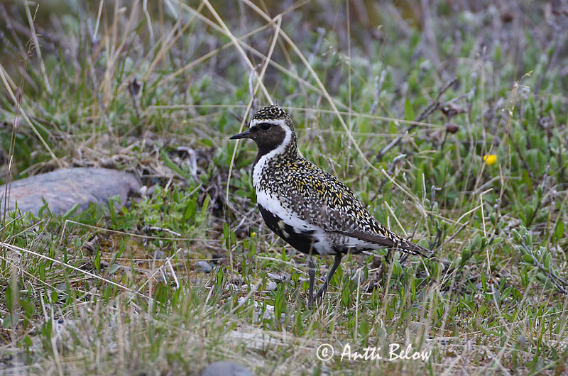 Avainsanat: Daurada grossa Hjejle Goudplevier European Golden Plover Rüüt Kapustarinta Pluvier doré Goldregenpfeifer Aranylile Heiðlóa Heilo Tarambola-dourada Pluvialis apricaria Chorlito Dorado Europeo Ljungpipare