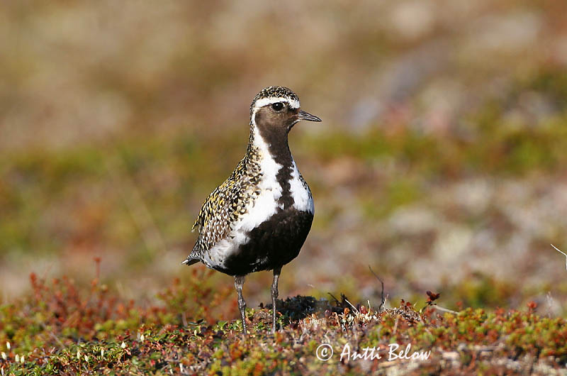 Avainsanat: Daurada grossa Hjejle Goudplevier European Golden Plover Rüüt Kapustarinta Pluvier doré Goldregenpfeifer Aranylile Heiðlóa Heilo Tarambola-dourada Pluvialis apricaria Chorlito Dorado Europeo Ljungpipare