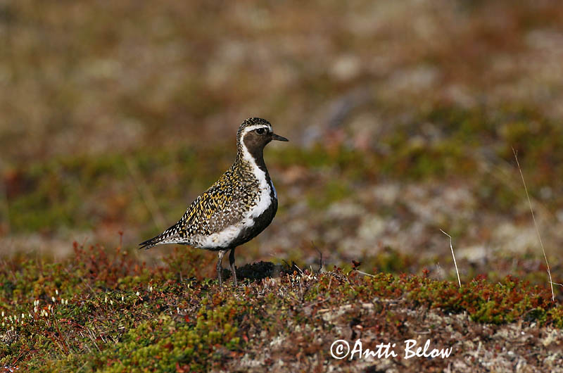 Avainsanat: Daurada grossa Hjejle Goudplevier European Golden Plover Rüüt Kapustarinta Pluvier doré Goldregenpfeifer Aranylile Heiðlóa Heilo Tarambola-dourada Pluvialis apricaria Chorlito Dorado Europeo Ljungpipare