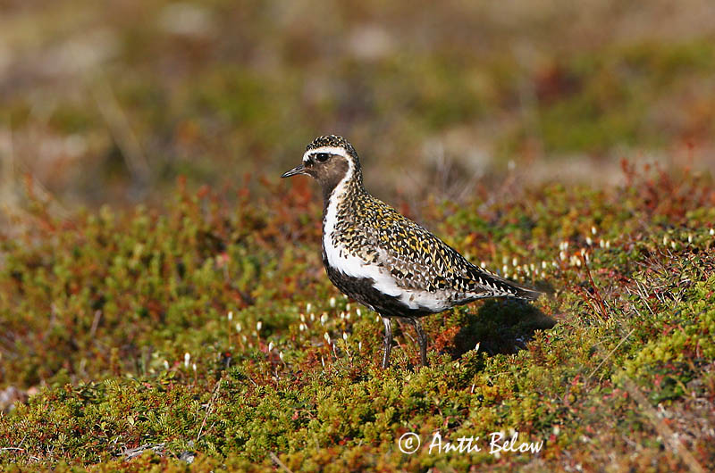 Avainsanat: Daurada grossa Hjejle Goudplevier European Golden Plover Rüüt Kapustarinta Pluvier doré Goldregenpfeifer Aranylile Heiðlóa Heilo Tarambola-dourada Pluvialis apricaria Chorlito Dorado Europeo Ljungpipare
