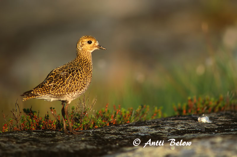 Avainsanat: Daurada grossa Hjejle Goudplevier European Golden Plover Rüüt Kapustarinta Pluvier doré Goldregenpfeifer Aranylile Heiðlóa Heilo Tarambola-dourada Pluvialis apricaria Chorlito Dorado Europeo Ljungpipare