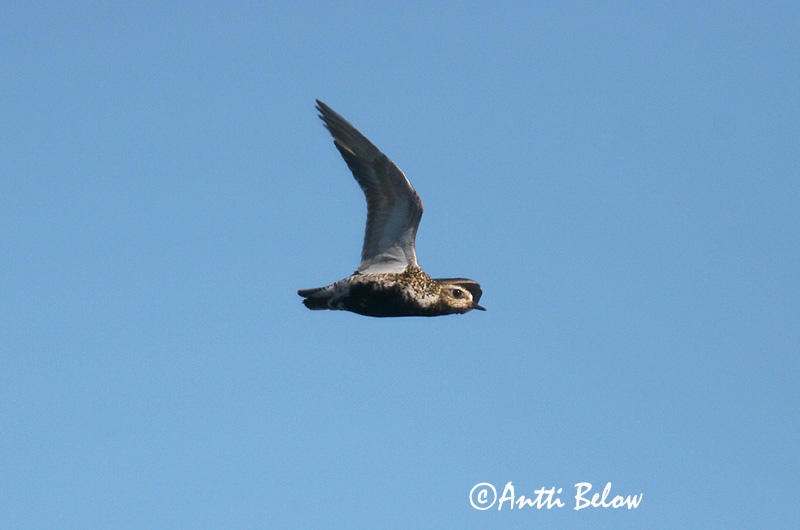 Avainsanat: Daurada grossa Hjejle Goudplevier European Golden Plover Rüüt Kapustarinta Pluvier doré Goldregenpfeifer Aranylile Heiðlóa Heilo Tarambola-dourada Pluvialis apricaria Chorlito Dorado Europeo Ljungpipare