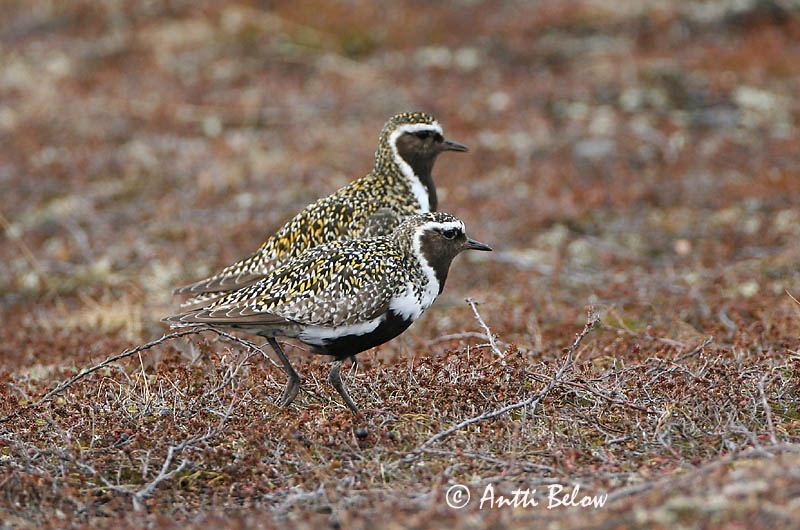 Avainsanat: Daurada grossa Hjejle Goudplevier European Golden Plover Rüüt Kapustarinta Pluvier doré Goldregenpfeifer Aranylile Heiðlóa Heilo Tarambola-dourada Pluvialis apricaria Chorlito Dorado Europeo Ljungpipare