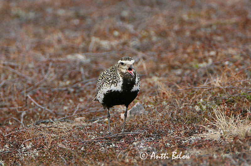 Avainsanat: Daurada grossa Hjejle Goudplevier European Golden Plover Rüüt Kapustarinta Pluvier doré Goldregenpfeifer Aranylile Heiðlóa Heilo Tarambola-dourada Pluvialis apricaria Chorlito Dorado Europeo Ljungpipare