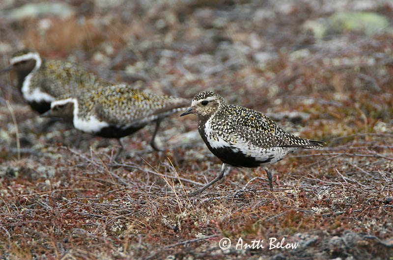 Avainsanat: Daurada grossa Hjejle Goudplevier European Golden Plover Rüüt Kapustarinta Pluvier doré Goldregenpfeifer Aranylile Heiðlóa Heilo Tarambola-dourada Pluvialis apricaria Chorlito Dorado Europeo Ljungpipare